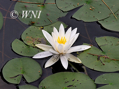 Fragrant Water-lily (Nymphaea odorata)